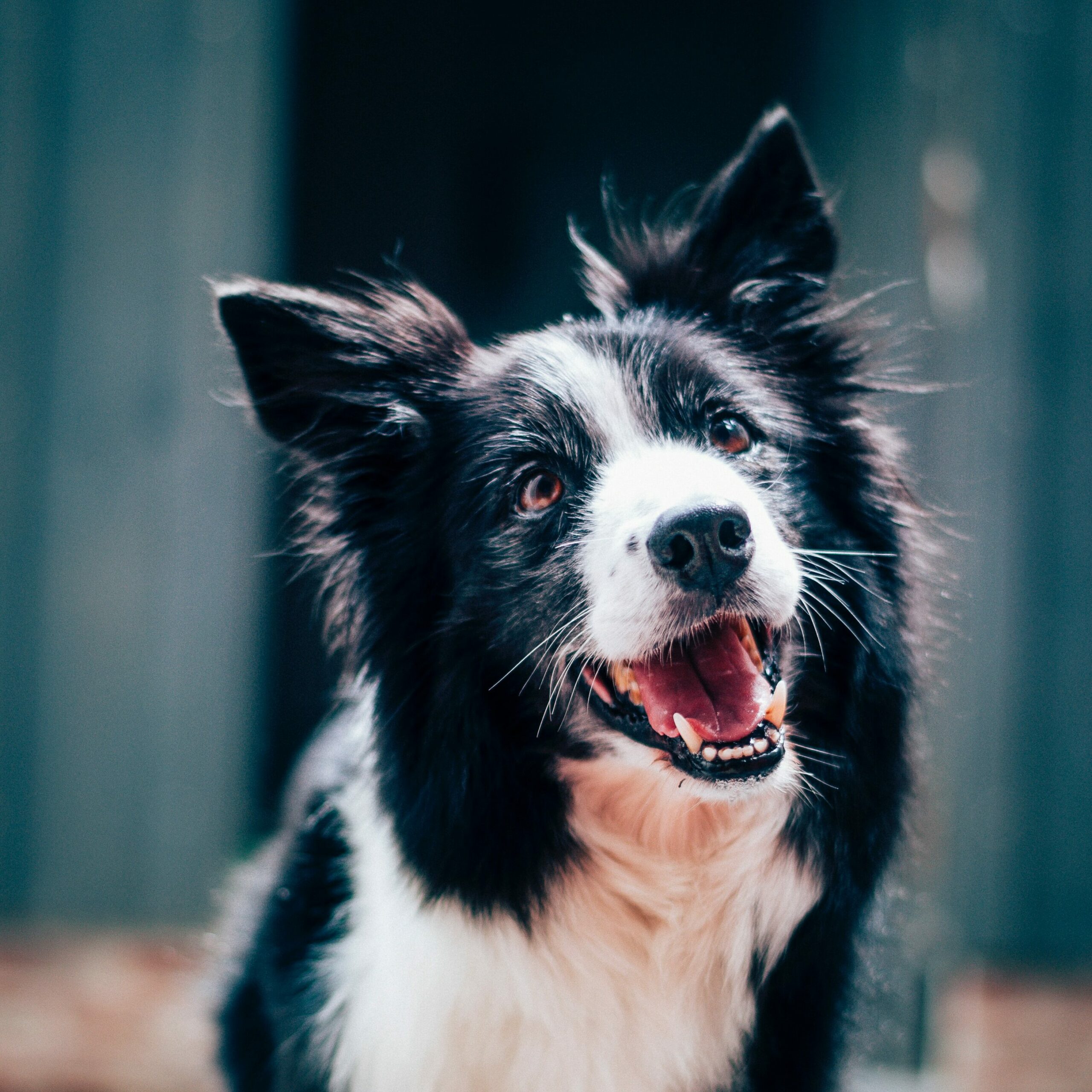 Happy dog during board and training